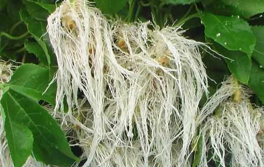 促進植物根系生長的因數是什麼