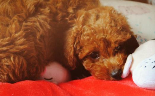 上班族照顧自己的狗狗寶貝妙招上班族養狗知識匯總