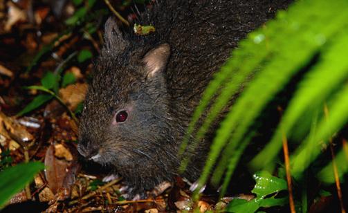 琉球兔的形態特徵有哪些？