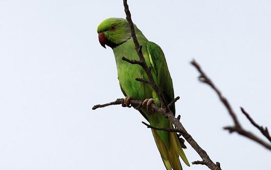 環頸鸚鵡的飼養方法環頸鸚鵡的生存環境
