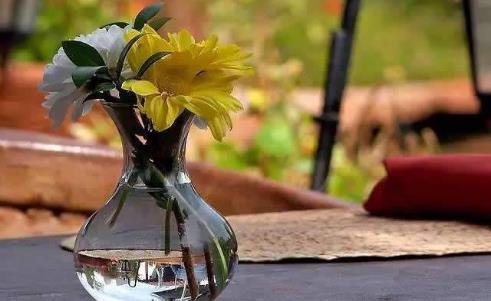 生根劑不用買，水裏撒點它們，多蔫的枝條，插個根就能活