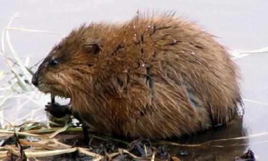 麝香鼠的性別區分-麝香鼠的價值