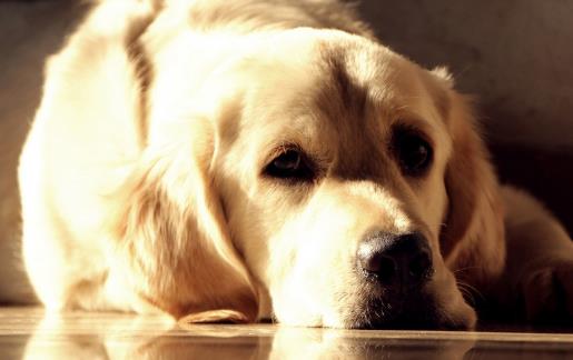 狗狗不可食用的食物初養幼犬須知