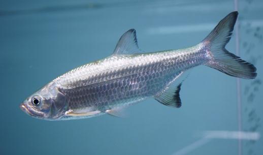 大眼燈鱂的簡介-大眼燈鱂怎麼養?