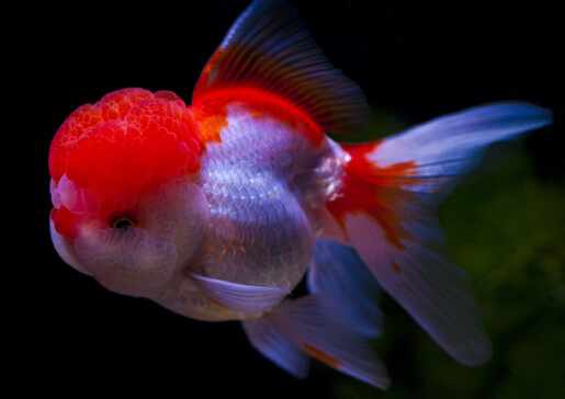 金魚吃什麼？金魚吃多了怎麼辦？