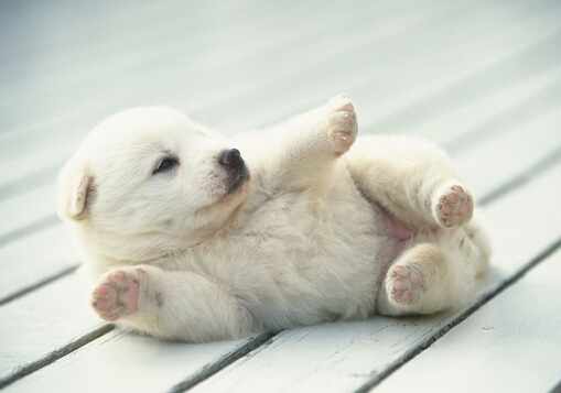 小狗咳嗽怎麼回事？小狗發燒的症狀