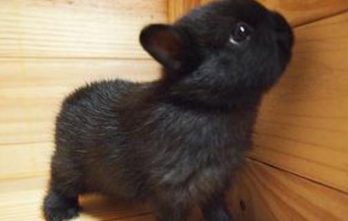 侏儒兔怎麼養？侏儒兔的飼養方法