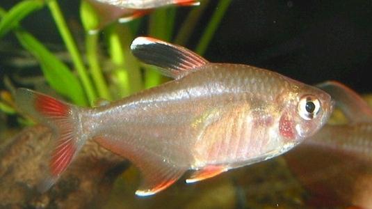 黑裙魚的簡介-黑裙魚的體型特徵