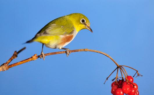 餵養繡眼鳥的四季管理方法
