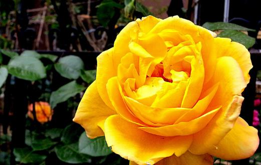 學花市選花技巧助家庭養花