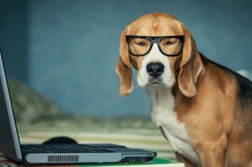 狗狗並不總是想喜歡被撫摸，在這三個場合，碰一下它都會發怒！