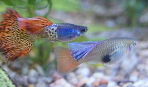 如何减少水族箱中的寄生蟲