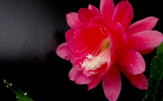 花卉的養殖注意事項根據家居風水不同養殖不同的花卉