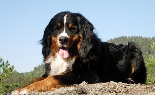 伯恩山犬如何餵養？伯恩山犬怎樣訓練？