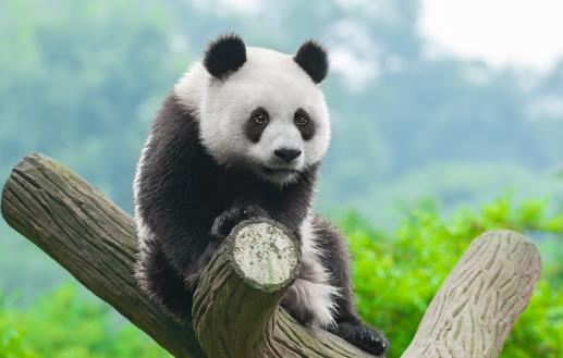 素食動物恐怖吃肉記素食動物本質太弱而吃不肉