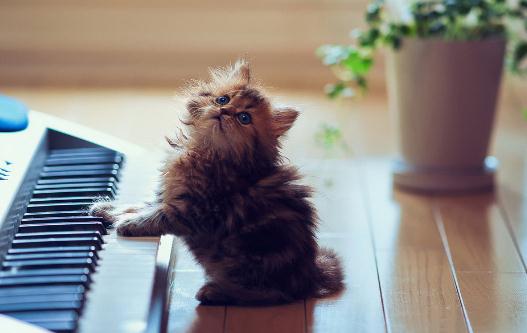 小猫的飼養管理方法