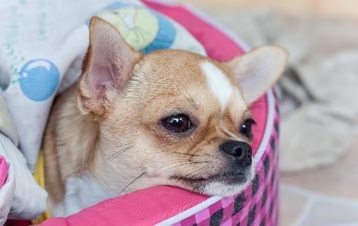 警惕這幾種疾病狗狗和人類會互相傳染