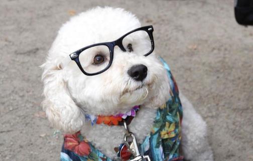 狗晚上能看見東西嗎狗狗的視力怎麼樣