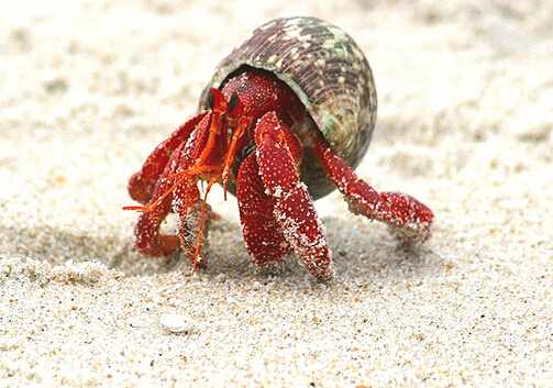 寄居蟹怎麼養?養殖寄居蟹注意事項