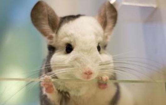 龍貓的簡介-龍貓的外貌特徵