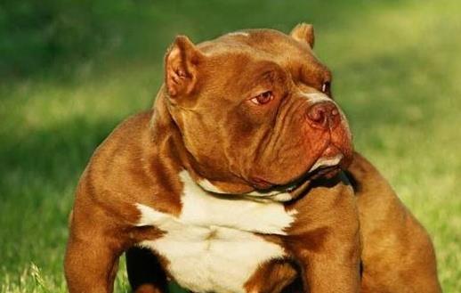 狗狗亂叫被鄰里投訴狗狗亂叫的原因和制止狗狗的方法