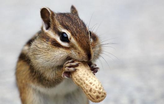 金花鼠的簡介-金花鼠的生長環境