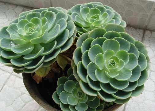 家裡有寶寶能養觀音蓮嗎?觀音蓮的養殖方法