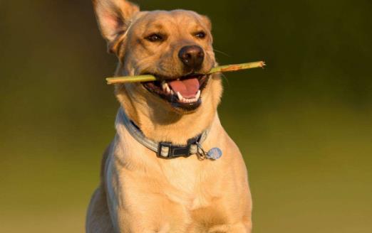 你的狗鼻子幹了應該擔心鼻子幹往往是生病的前兆