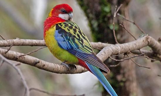 超級鸚鵡的簡介超級鸚鵡的產地