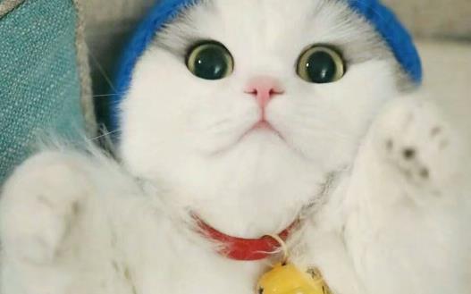 猫爪子上秘密知識喵喵的肉球是有味道的