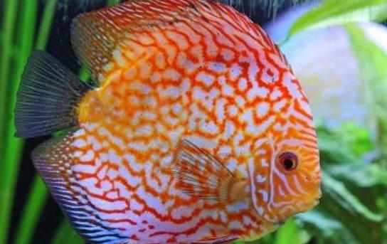 彩鯛的餵食要點-彩鯛的飼養環境