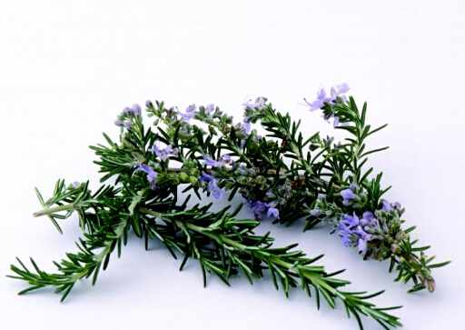 迷迭香的功效與作用-迷迭香怎麼養?