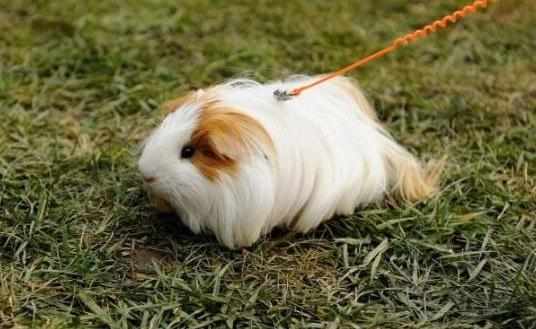 白色黑眼天竺鼠怎麼養？白色黑眼天竺鼠的飼養環境