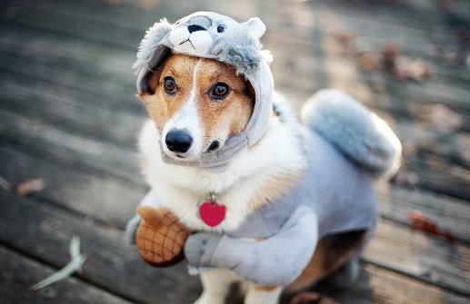 狗狗並不總是想喜歡被撫摸，在這三個場合，碰一下它都會發怒！