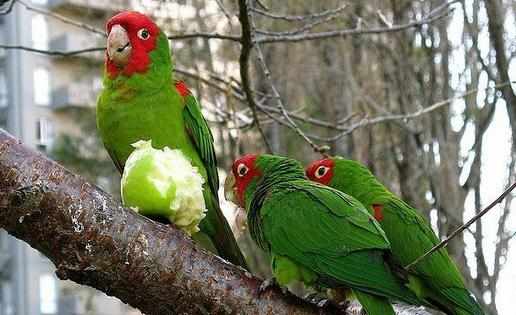 紅面具錐尾鸚鵡簡介紅面具錐尾鸚鵡的生存環境