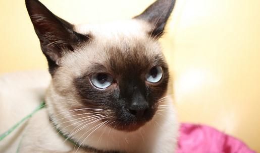 暹羅貓的生活習性-暹羅貓多少錢一隻？
