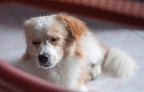 狗晚上能看見東西嗎狗狗的視力怎麼樣