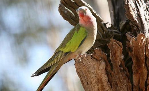 公主鸚鵡產地產自哪裡？公主鸚鵡的簡介