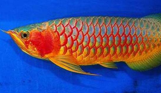 紅辣椒龍魚怎麼養？紅辣椒龍魚養殖方法