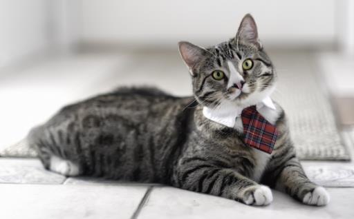 猫抓傢俱怎麼辦防止猫亂抓傢俱的方法介紹