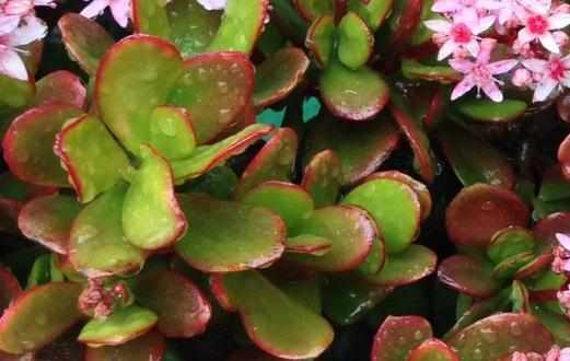 翡翠木怎麼養殖?翡翠木有什麼特徵?