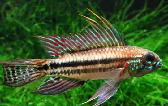 彩鰭短鯛怎麼養？彩鰭短鯛怎麼繁殖？