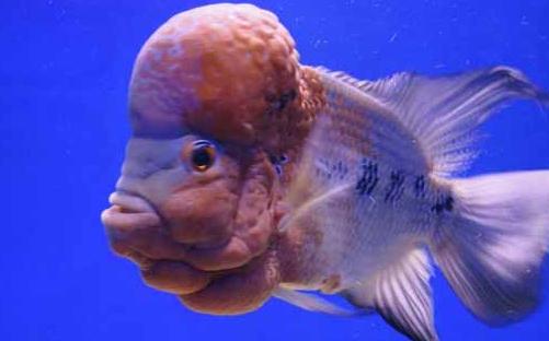 壽星頭怎麼養？壽星頭的病害防治