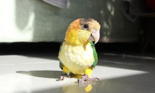 白腹凱克鸚鵡的簡介白腹凱克鸚鵡的產地