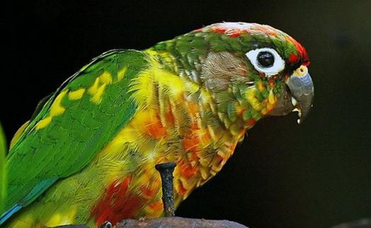 紅腹鸚鵡多少錢能買？紅腹鸚鵡的飼養方法