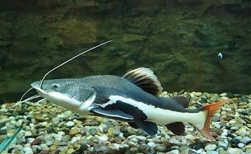 紅尾鯰的簡介-紅尾鯰的體型特徵