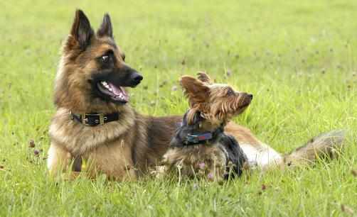 想要養狗必須要瞭解的選狗原則