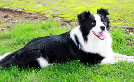 邊境牧羊犬怎樣訓練？邊境牧羊犬多少錢？