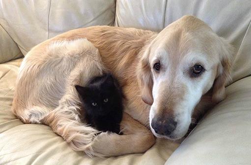 猫狗一起養的幾大好處，鏟屎官都懂，可就是花費太大了！