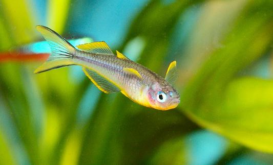 霓虹燕子怎麼養？霓虹燕子的體型特徵